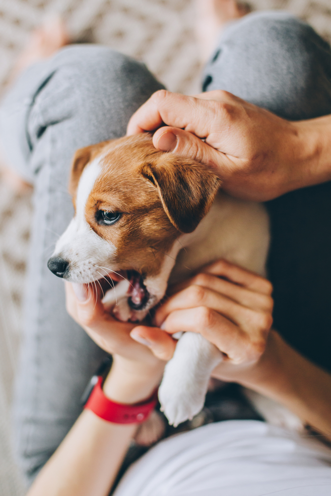 Veterinarian in Richmond, TX