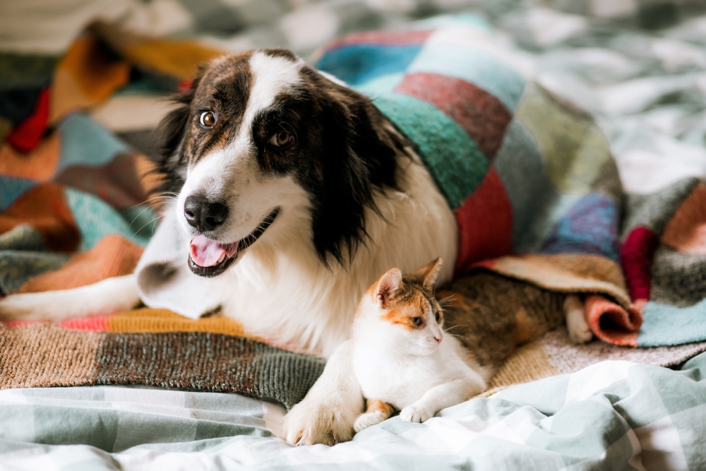 Veterinarian in Richmond, TX